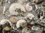 Wide Iridescent Deshayesites Ammonite Cluster #15594-2